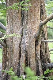 微软收购案增加流言可信度 VR游戏《半条命3》有望上线